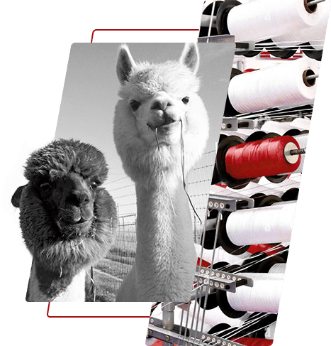 Sợi polyester nhuộm